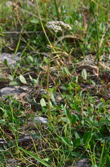 Ostericum tenuifolium