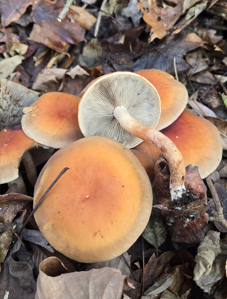Hypholoma lateritium · November 2025 · photo: © benfungi (iNaturalist, cc-by)