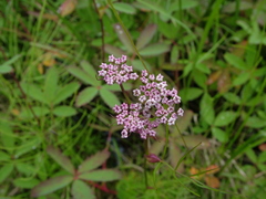 Ostericum tenuifolium