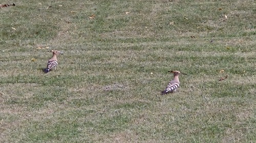 Common Hoopoe