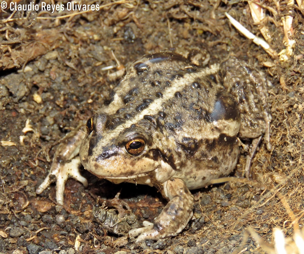 Large Four-Eyed Frog