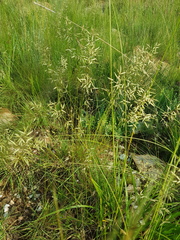 Eragrostis nindensis
