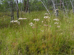 Ostericum tenuifolium
