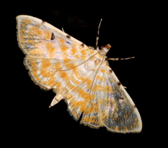 Notarcha aurolinealis