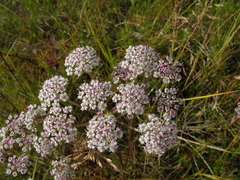 Ostericum tenuifolium
