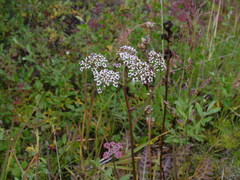 Ostericum tenuifolium