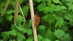 Charaxes varanes