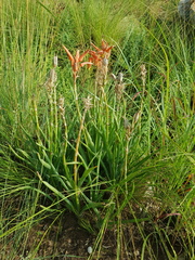 Aloe verecunda