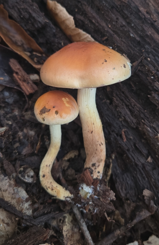 Hypholoma lateritium · November 2025 · photo: © benfungi (iNaturalist, cc-by)