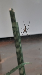 Trichonephila clavipes