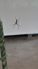Trichonephila clavipes