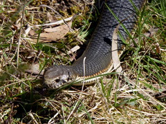 Highlands Copperhead photo 3