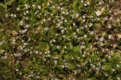 Draba praecox