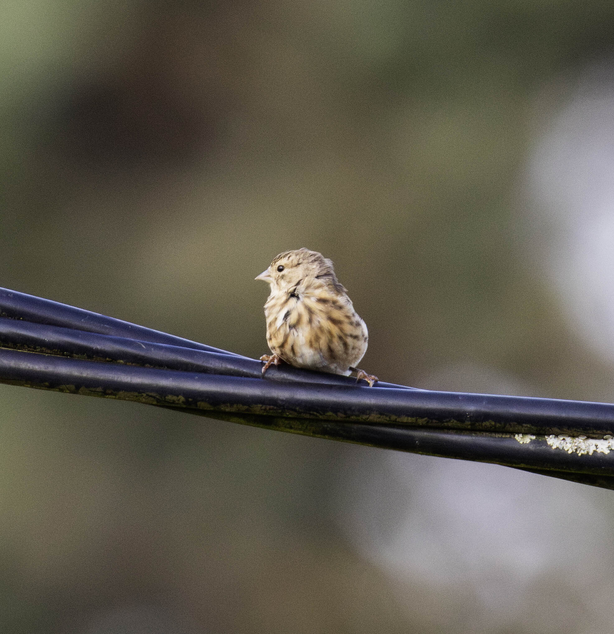 Common Linnet