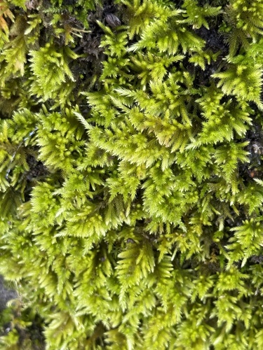 Homalothecium aureum observed 2025-11-28