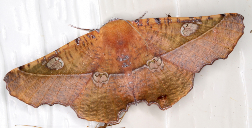 Oenochroma quardrigramma