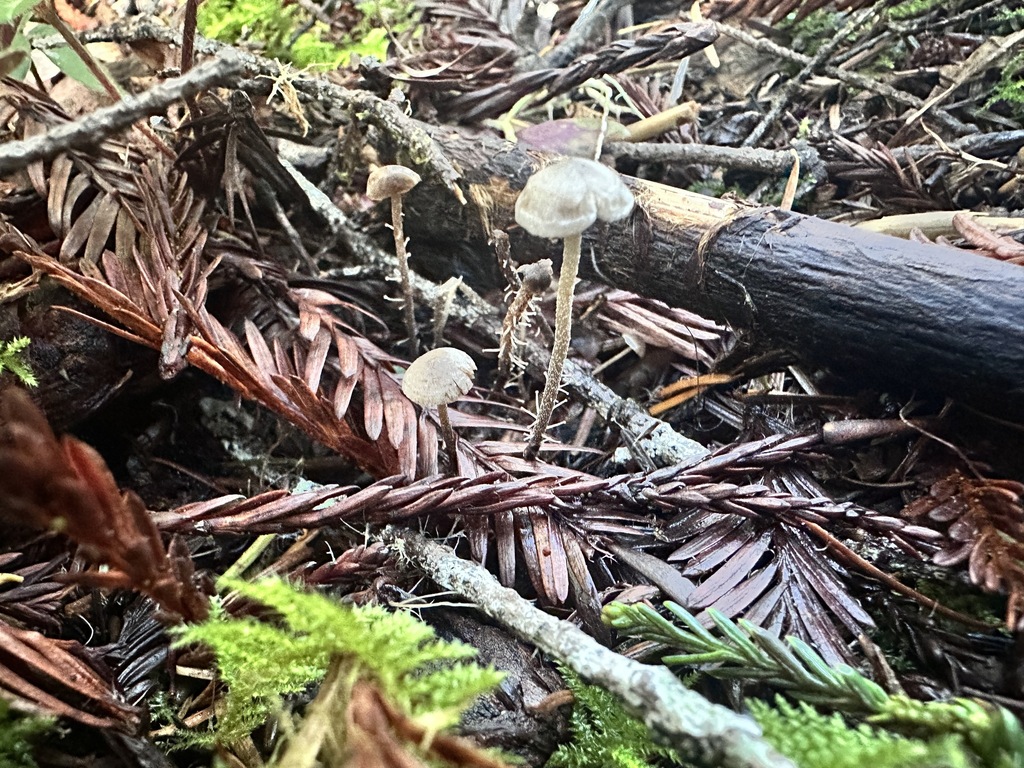 Dendrocollybia racemosa · November 2025 · photo: © katrinamccollough (iNaturalist, cc0)