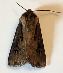 Agrotis obliqua