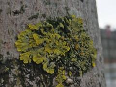 Xanthoria parietina