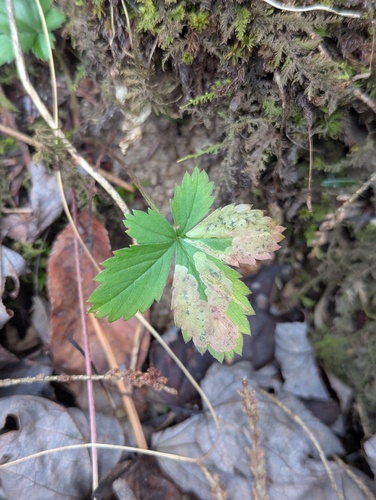 Unknown species found near Luzerne County, PA, USA
