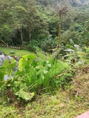 Anthurium