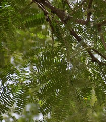 Enterolobium cyclocarpum