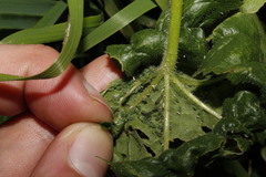 Aphis umbrella