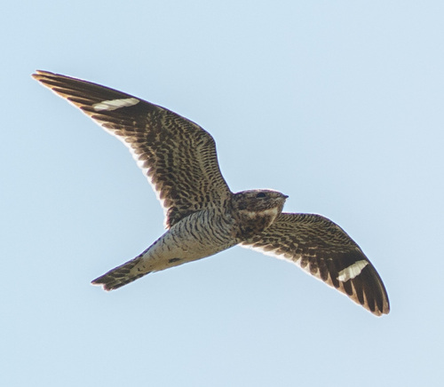 iNaturalist observation 2011-05-19