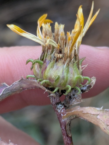 subalpine gumweed (Grindelia subalpina)
