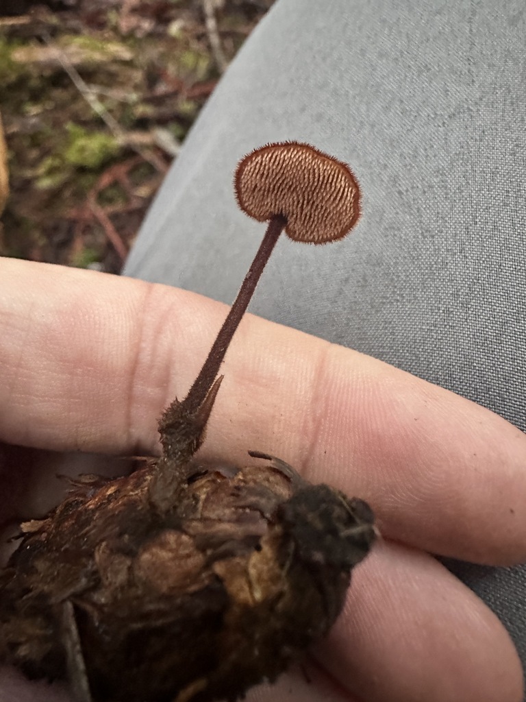Auriscalpium vulgare · November 2025 · photo: © katrinamccollough (iNaturalist, cc0)