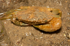 Thalamitinae