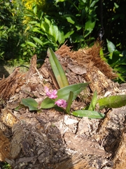 Rodriguezia lanceolata