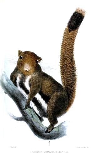 Anderson's Squirrel