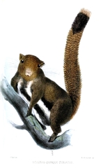Anderson's Squirrel photo 2