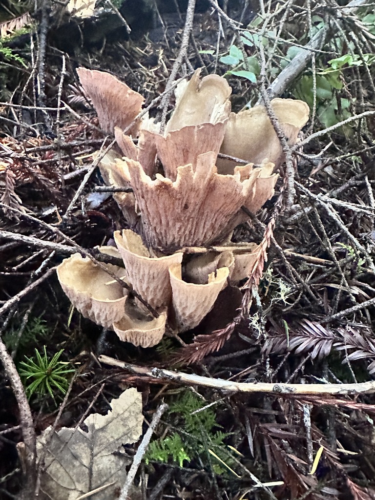 Gomphus clavatus · November 2025 · photo: © katrinamccollough (iNaturalist, cc0)