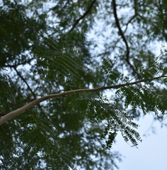 Enterolobium cyclocarpum