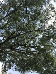 Enterolobium cyclocarpum