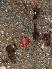 Phasianellidae