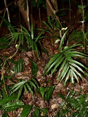 Taenitis blechnoides