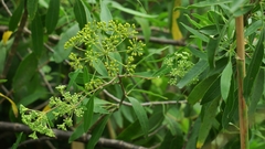 Heteromorpha arborescens