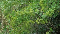 Heteromorpha arborescens