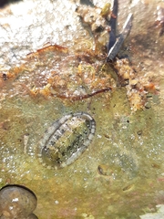 Rhyssoplax olivacea