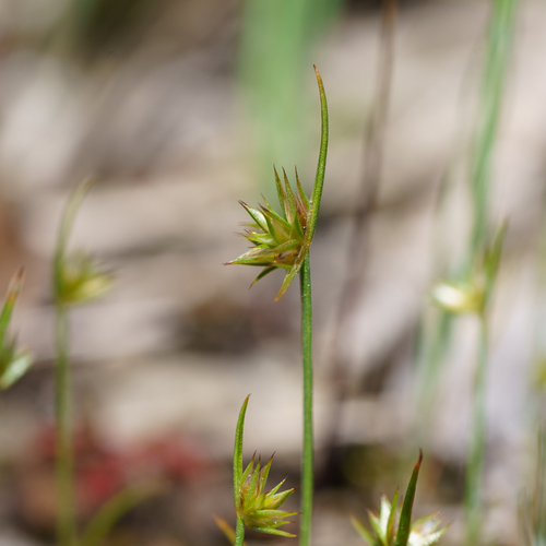 dwarf rush (Juncus capitatus)