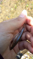Notropis