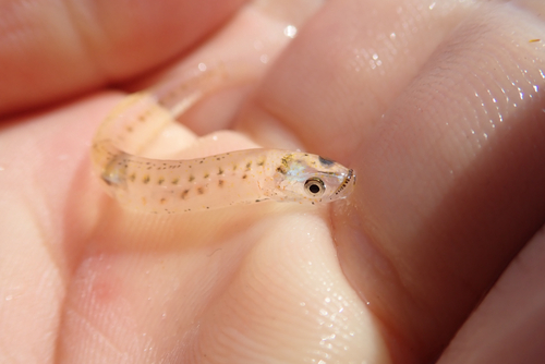 IJsgrondel (Leucopsarion petersii) — Gobiidae