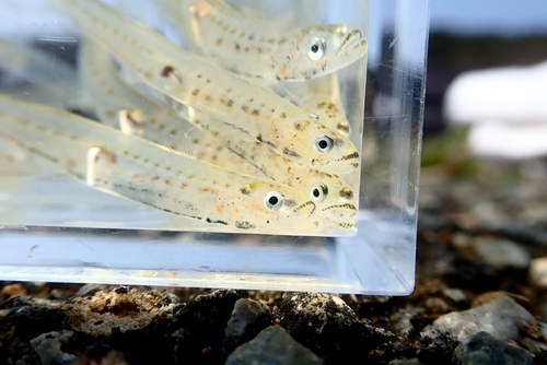 Ice goby (Leucopsarion petersii) — Gobiidae