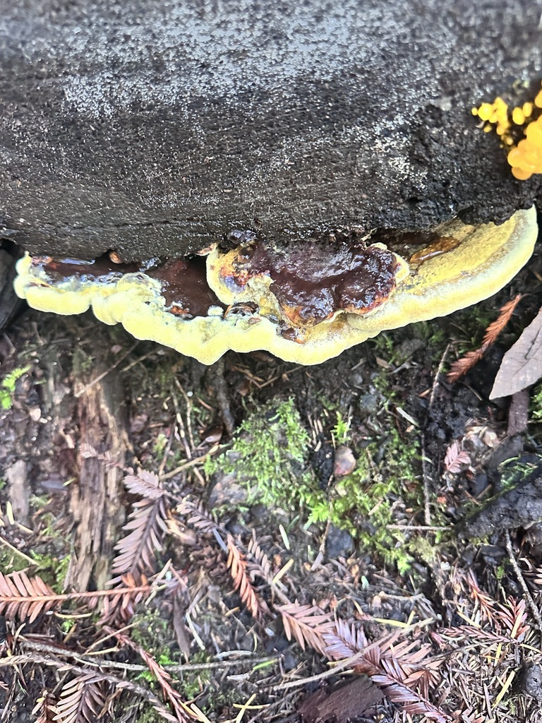 Phaeolus hispidoides · November 2025 · photo: © katrinamccollough (iNaturalist, cc0)