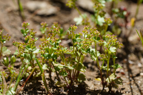 Tiny Pennywort (Hydrocotyle callicarpa)