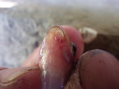 Exoglossum maxillingua