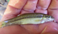 Exoglossum maxillingua